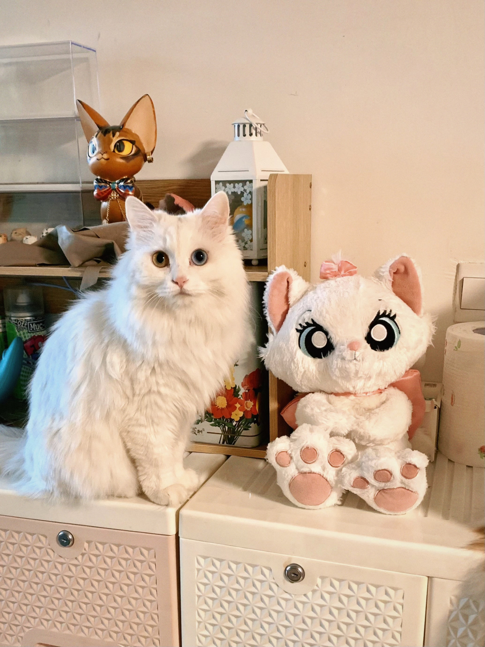 你说这个玛丽猫像我?[滑稽]#猫咪