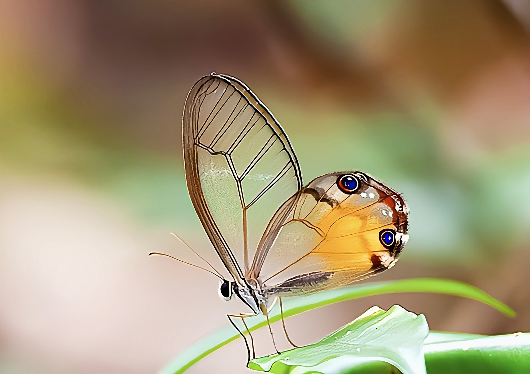 每天认识一种昆虫——黄晶眼蝶 黄晶眼蝶分布于南美洲委内瑞拉
