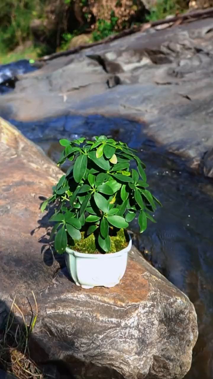 看着神清气爽的七叶莲你一定要养一盆