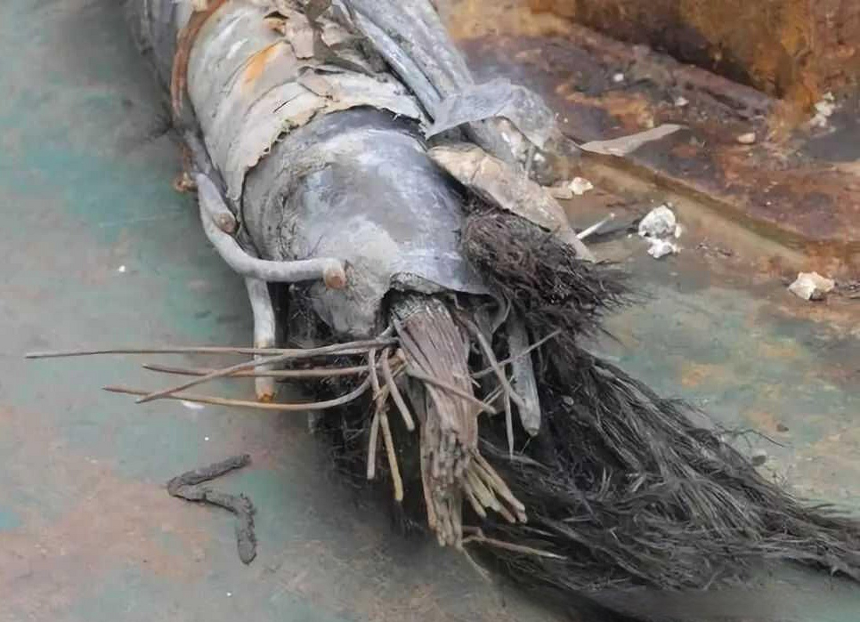 6月19日凌晨,美国的海底光缆一次性被切断了4根,美法通讯光缆三根
