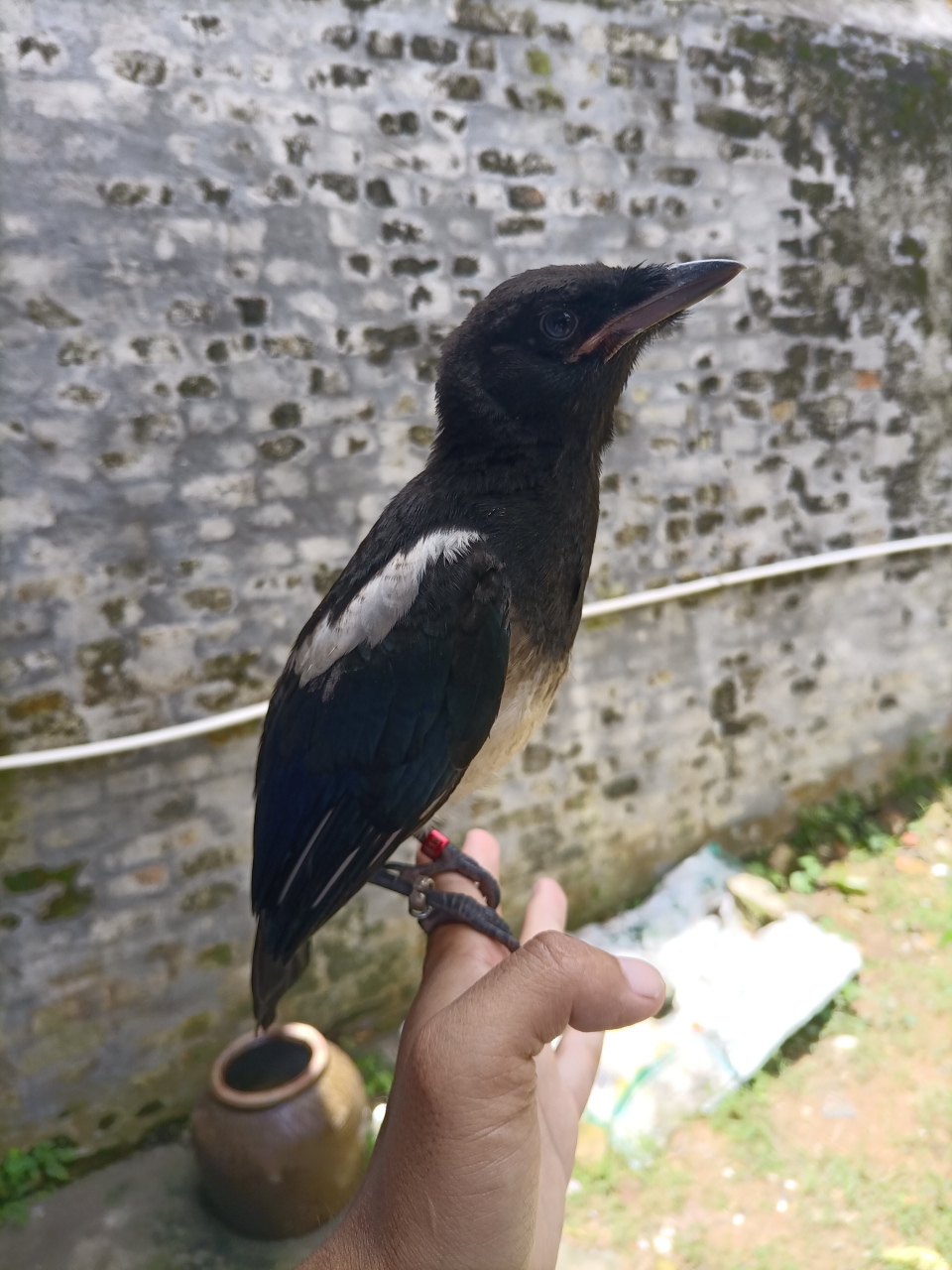 有朋友会看喜鹊公母吗?如果您是大神请帮帮忙分一下公母吧!