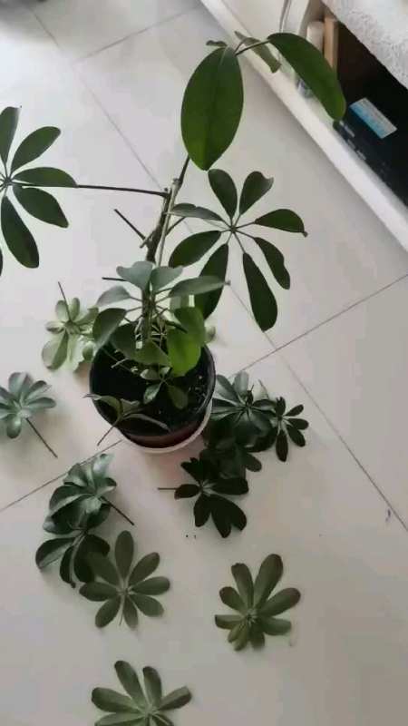 鸭掌木修剪要点,学会了一年扦插多盆,枝繁叶茂不成问题-度小视