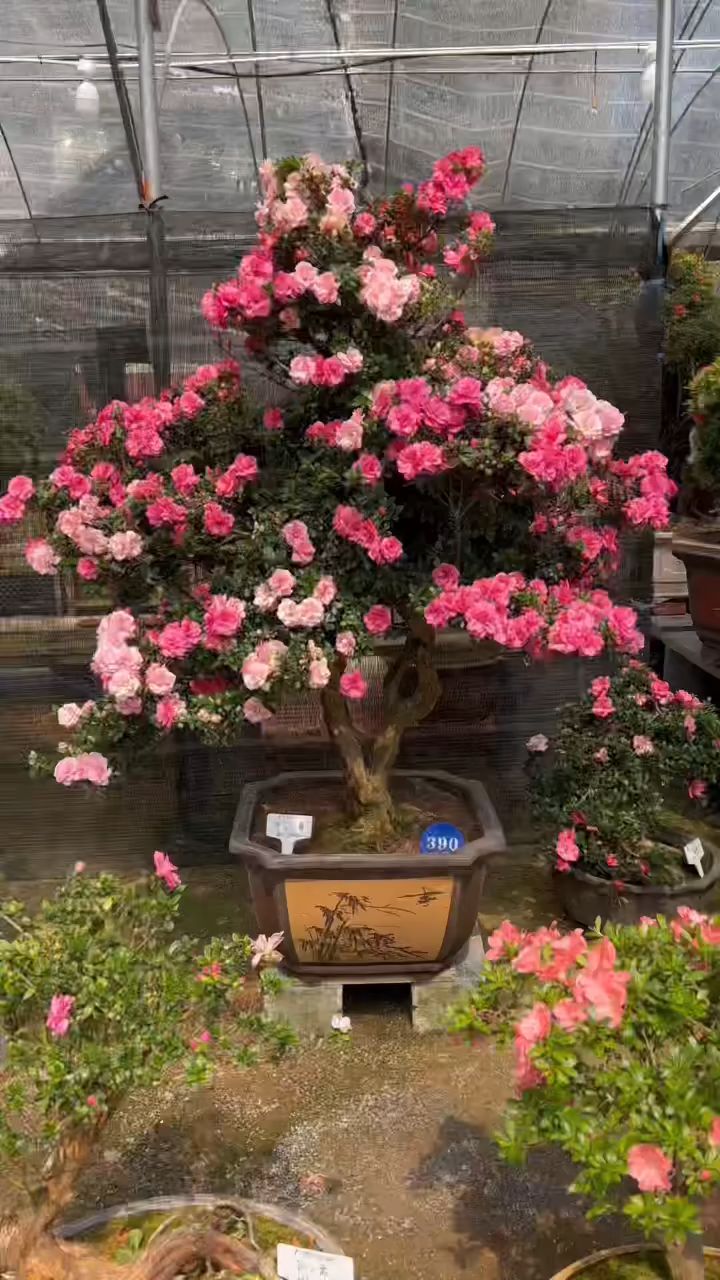 日本皋月鹃之舞杜鹃树,漂亮吗?-度小视