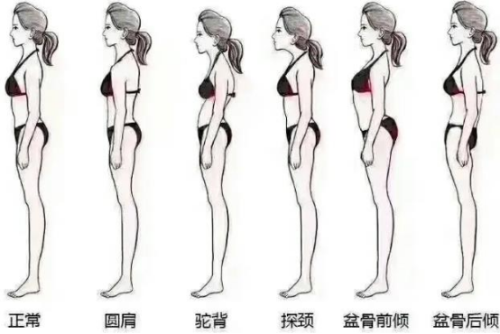 女人一生身材变化图图片