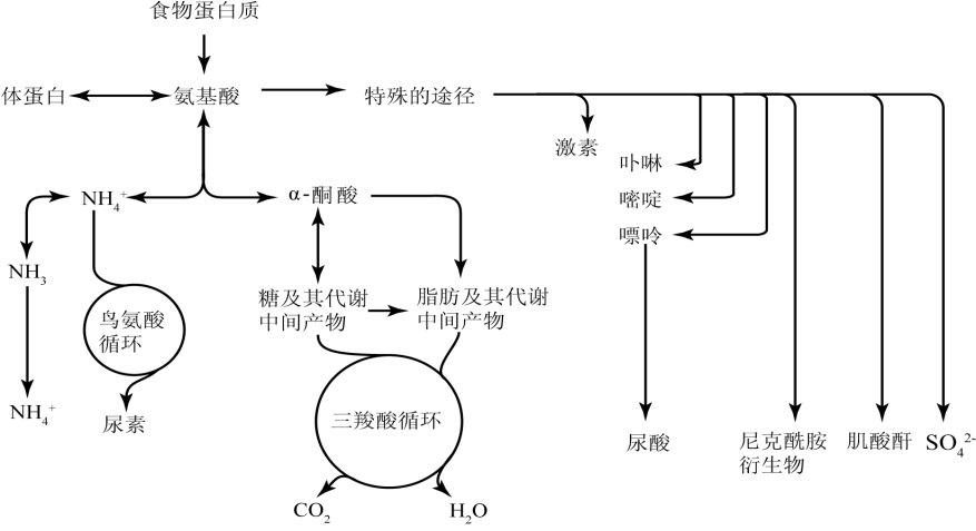 氨基酸的一般分解代谢