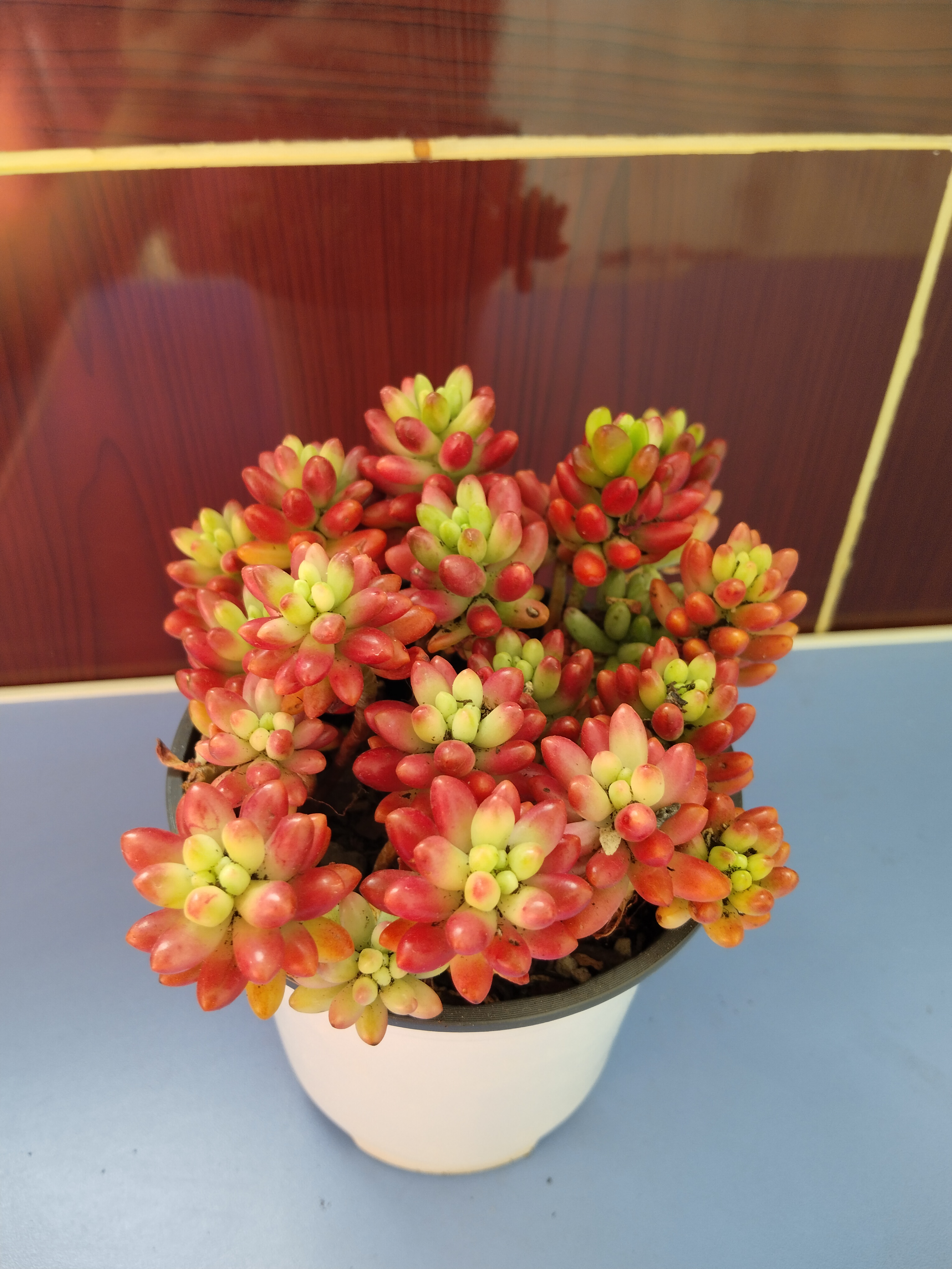 萍蓬草盆栽图片