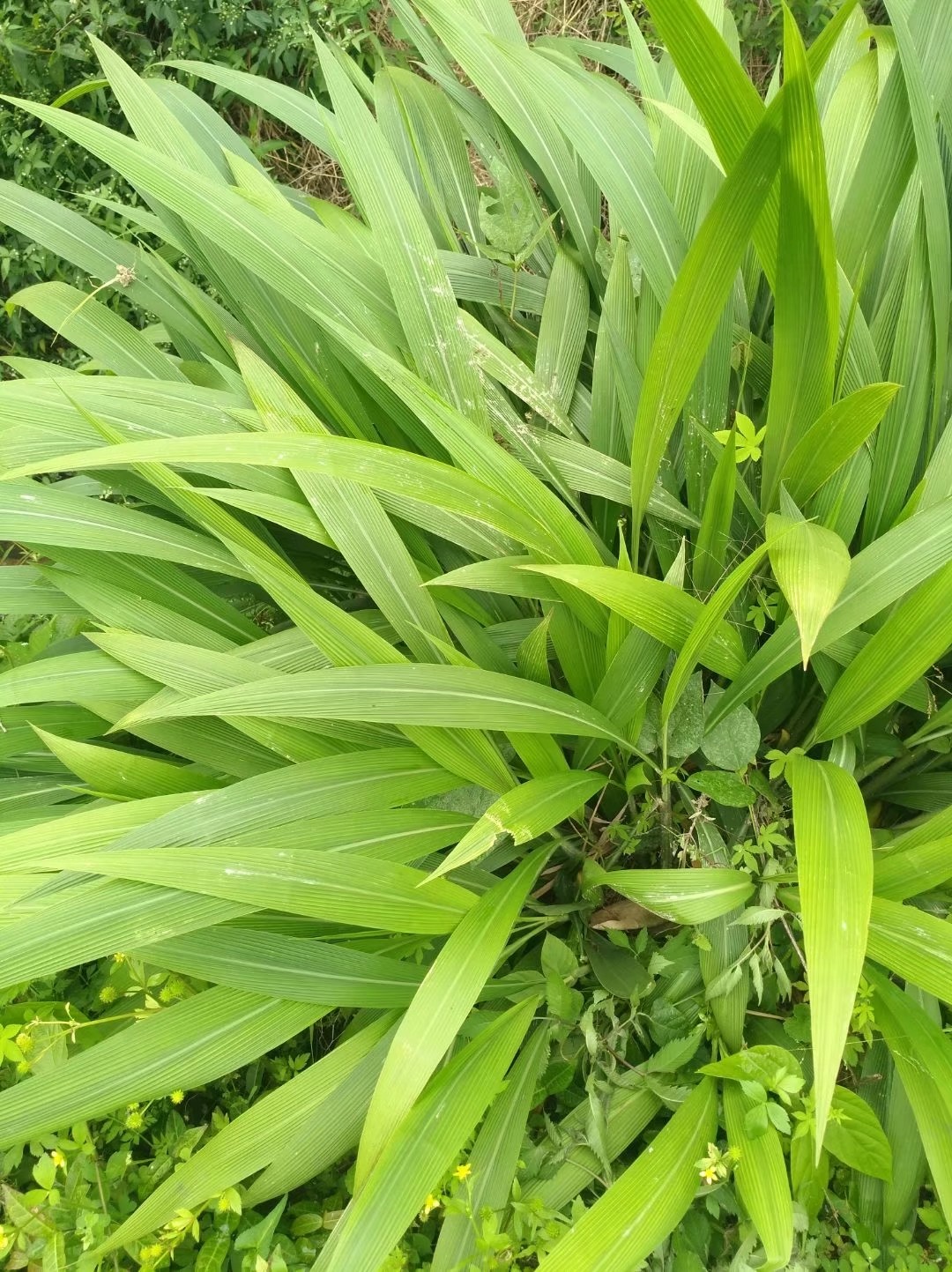 仙茅草的图片放大一点图片