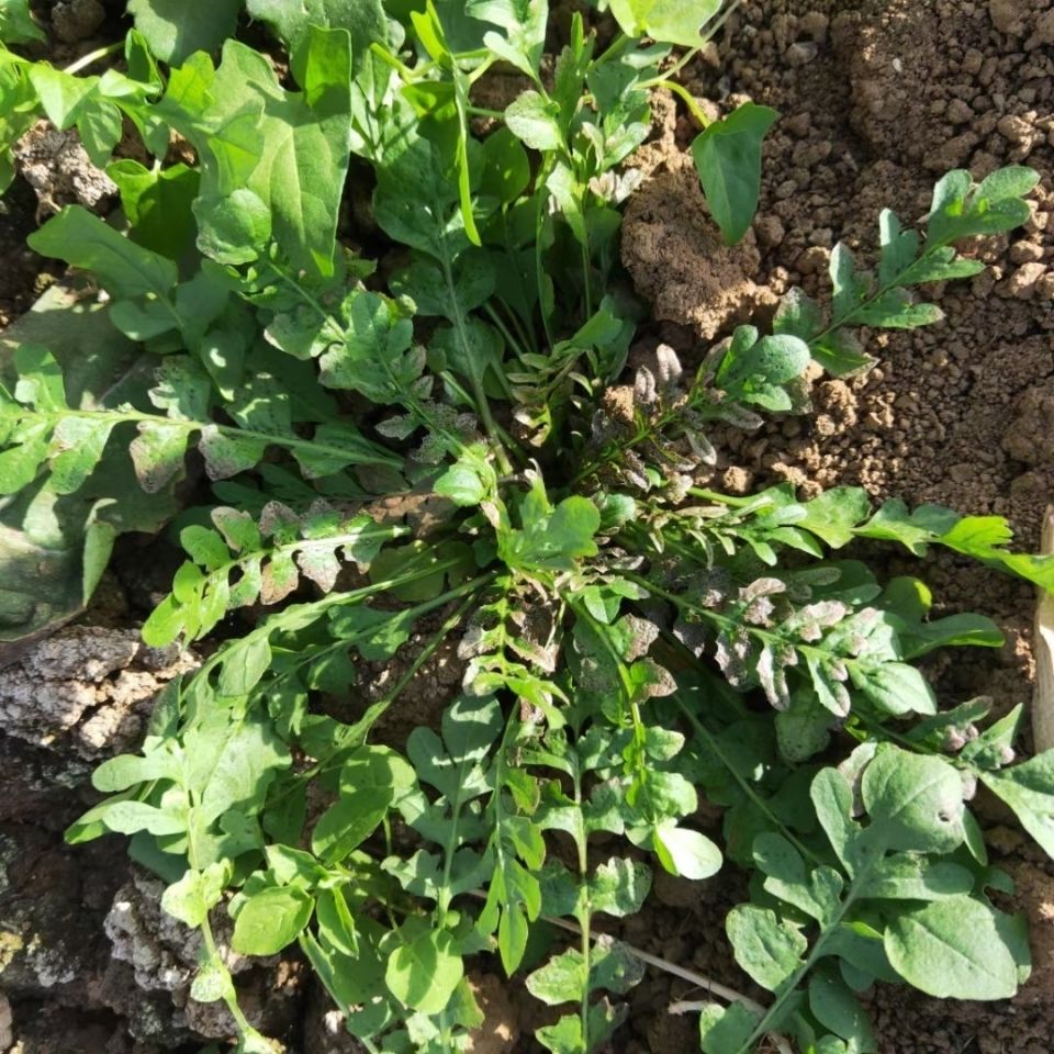 三月荠菜也好吃