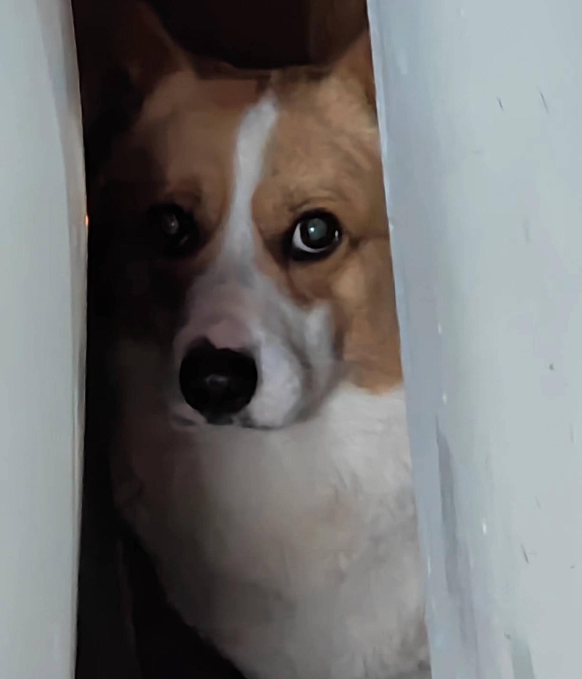 我的柯基宠物狗一一板凳(七)