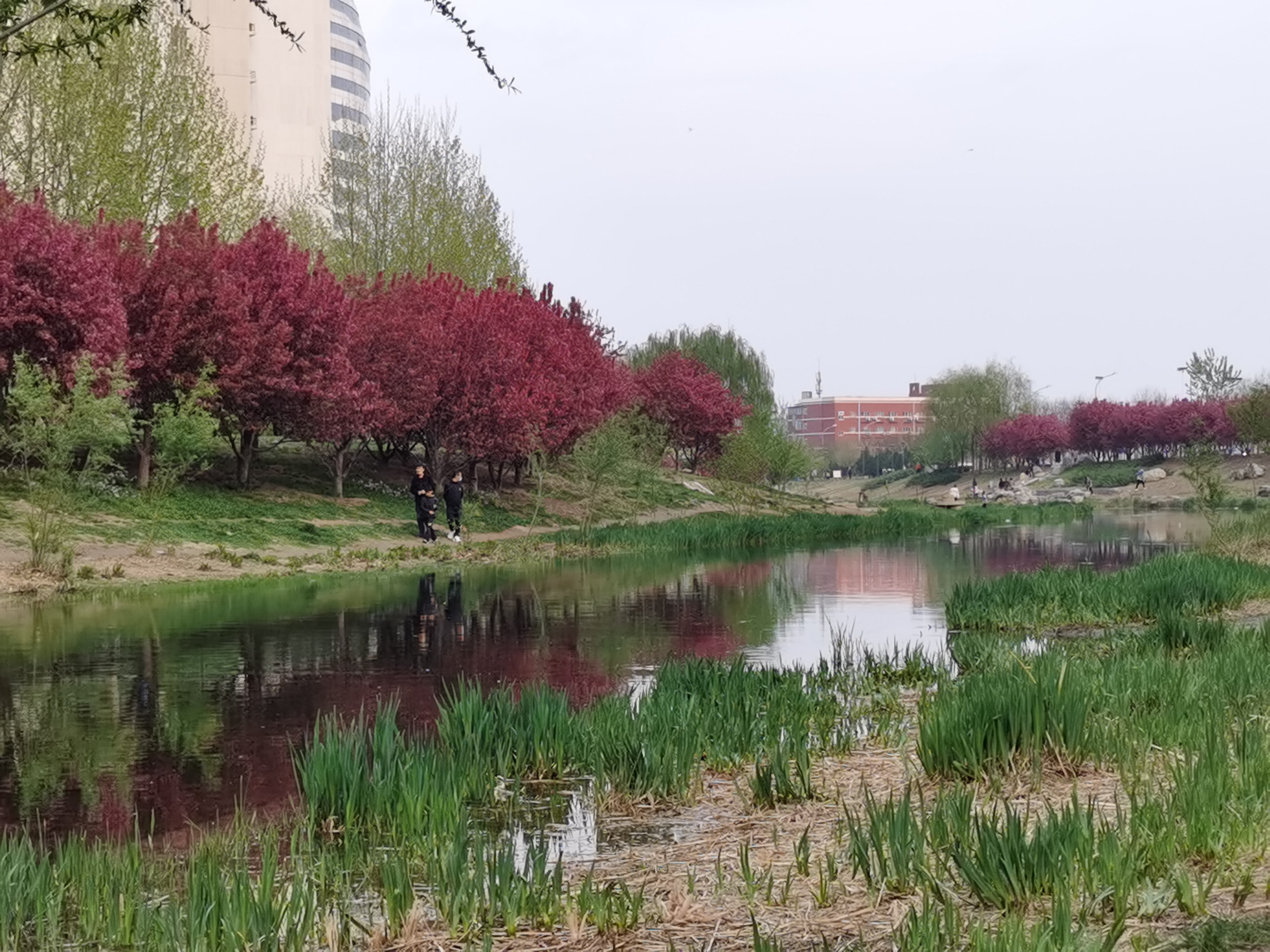 春天的萧太后河公园适合去赏花看瀑布