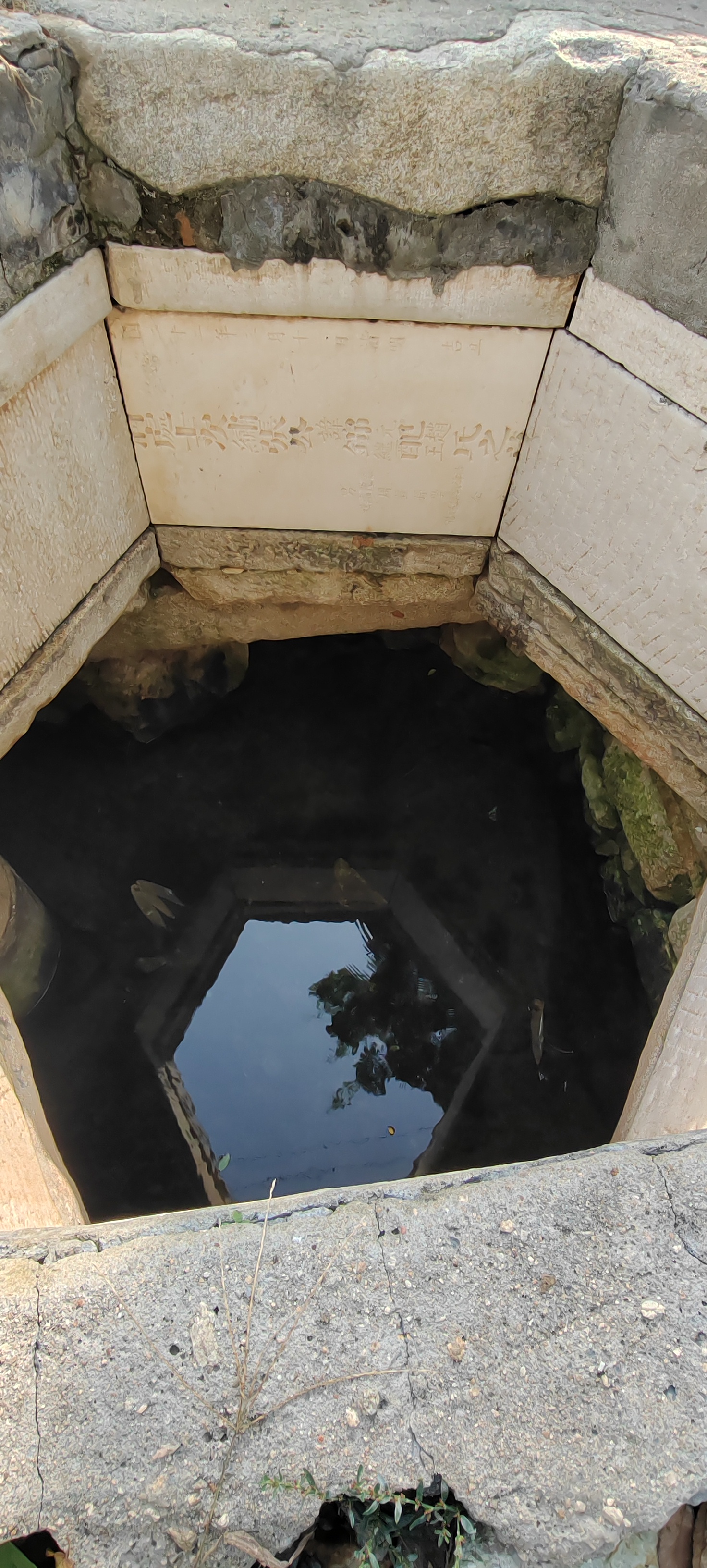 平度市《老八景之一漱玉泉》枯心老槐树守在千年泉眼旁600多年