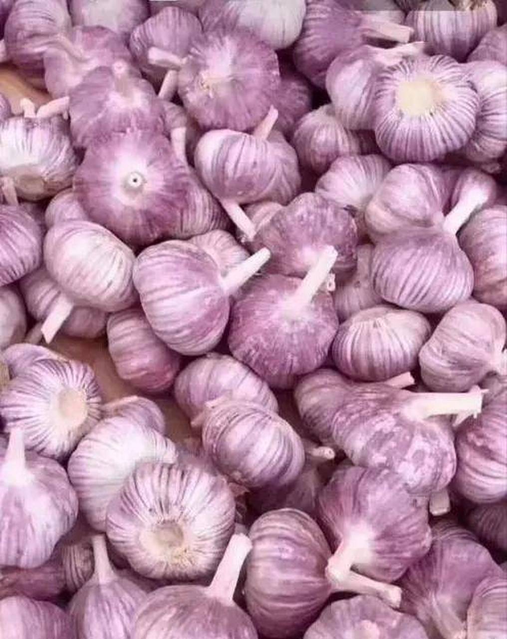 现在正值大蒜收获的季节, 山东省商河县白桥镇素来有"大蒜之乡"的美誉