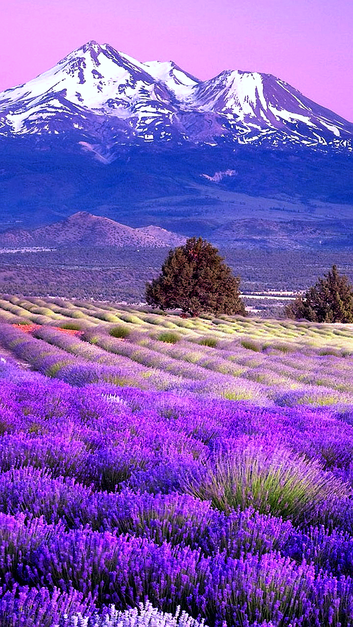 治愈心情的自然美景 薰衣草花海手机壁纸.