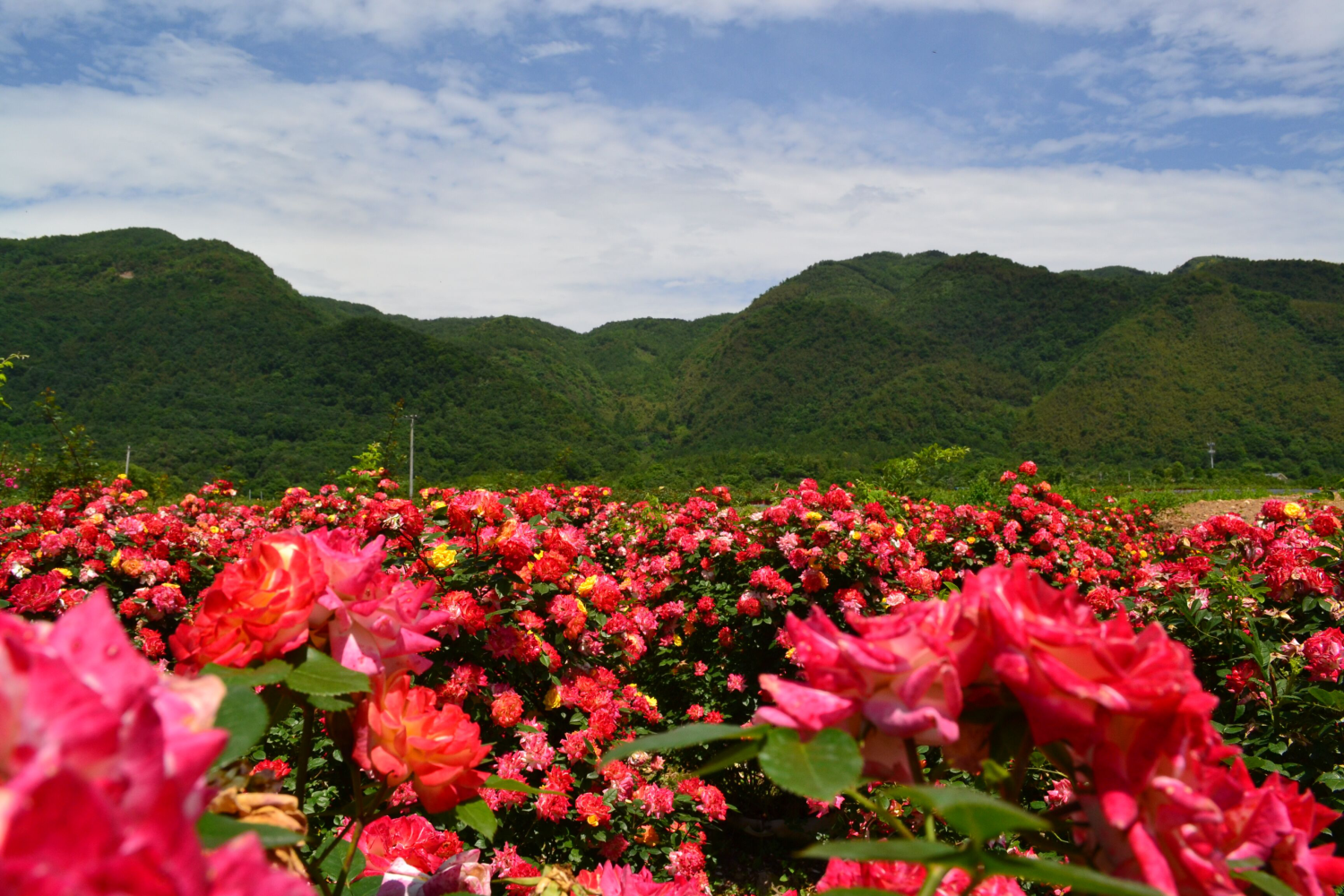 修远有悦的动态