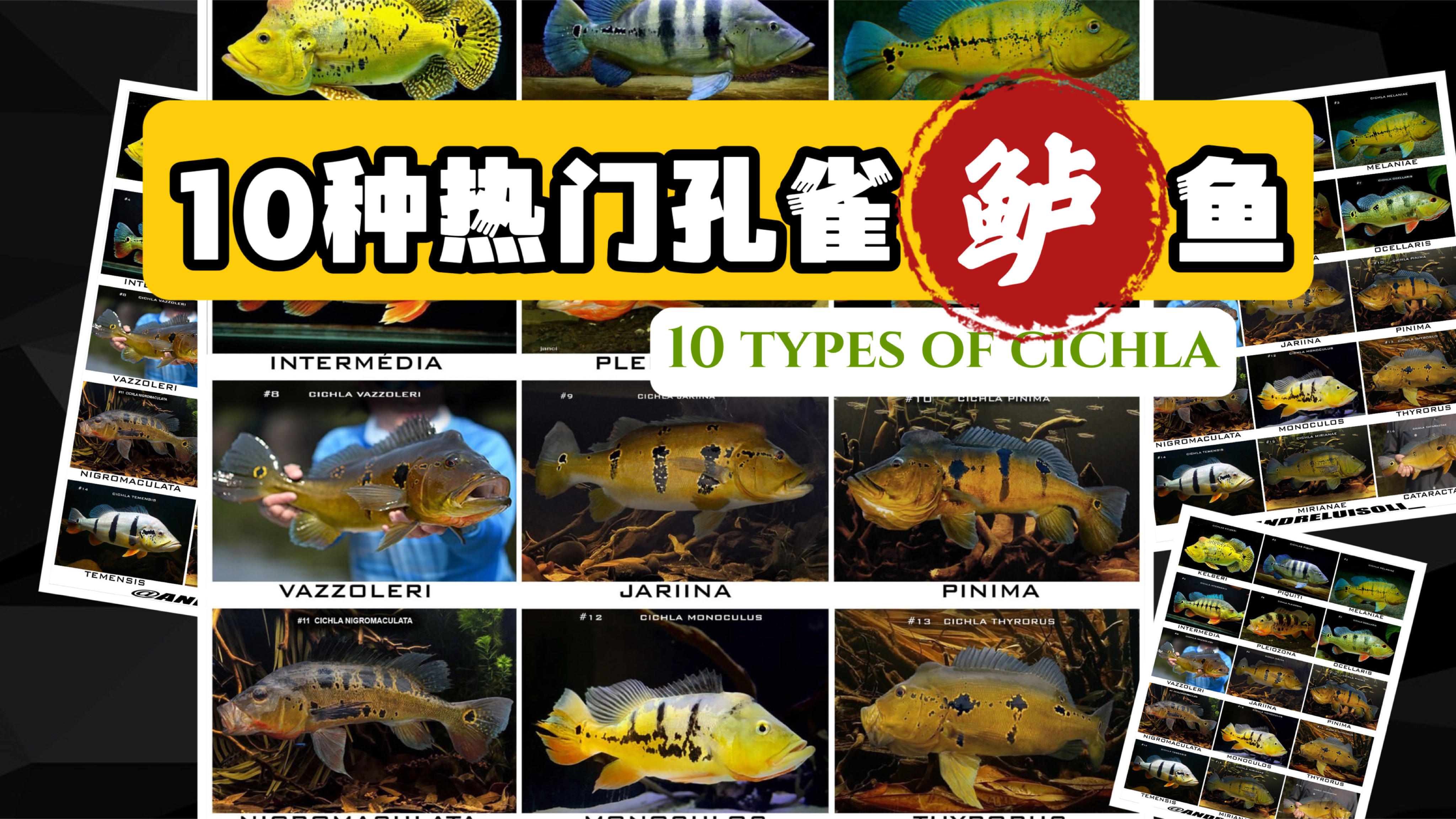 10种热门孔雀鲈鱼