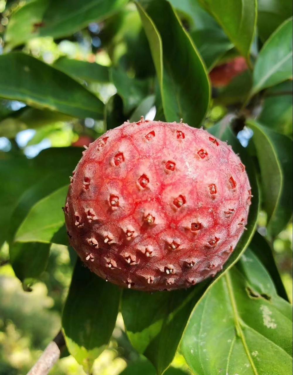 这个是桂味灵山荔枝,个头真大