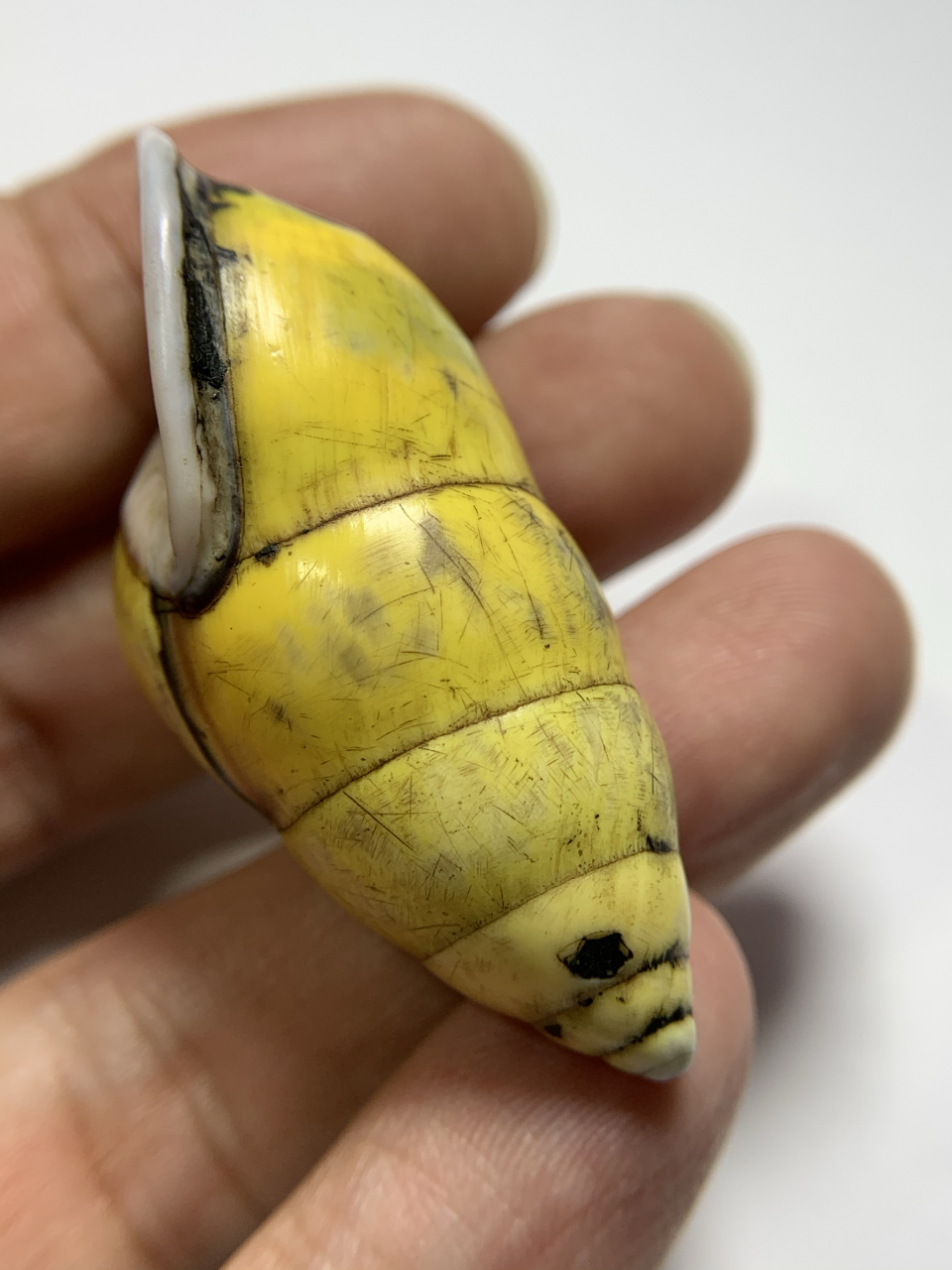 藏传左旋老贝壳 使用痕迹明显 有孔可佩戴 少见左旋 天然色 少见色