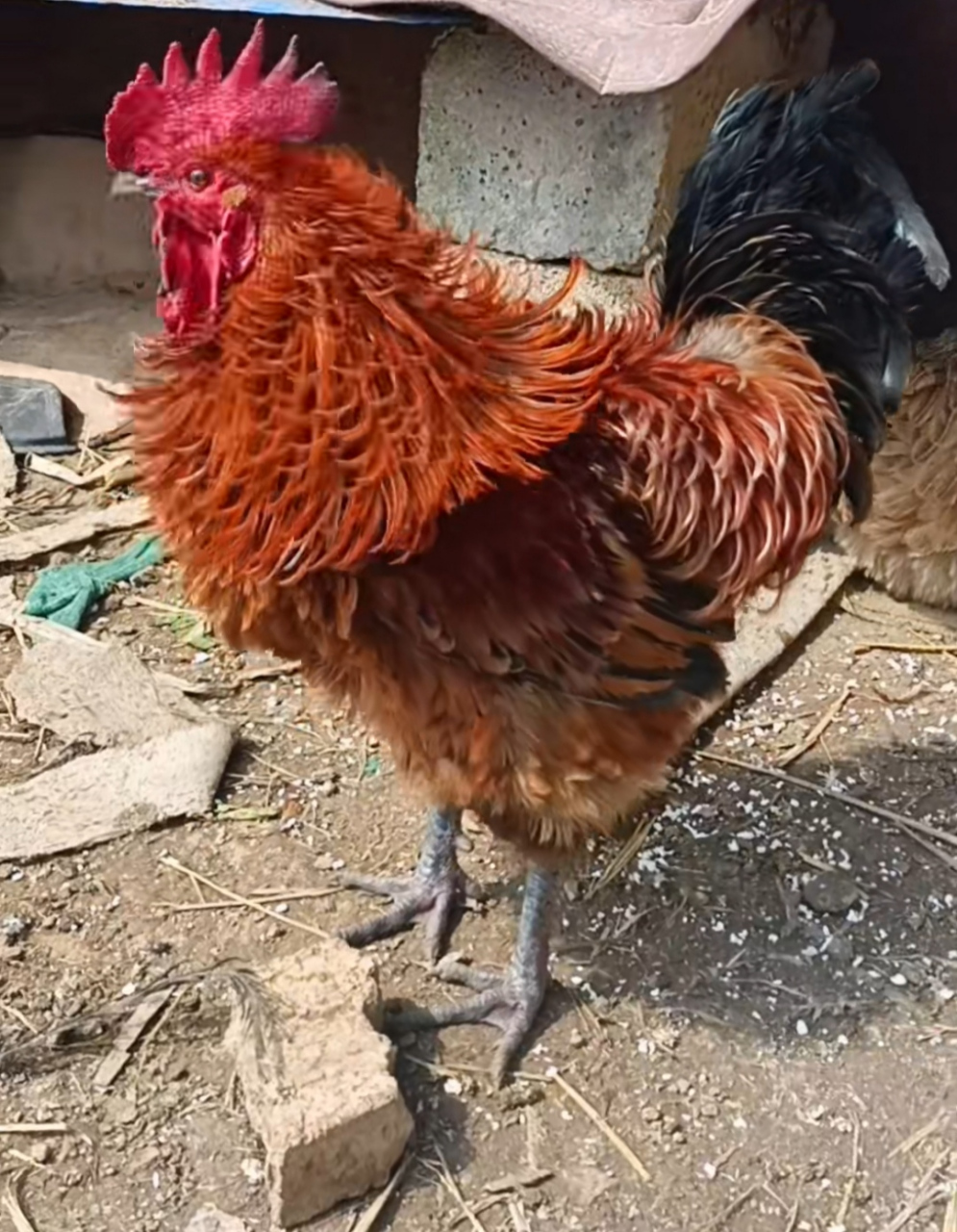 看这只卷毛的大公鸡真漂亮,这让我想到,为什么我总觉得动物们公的好看