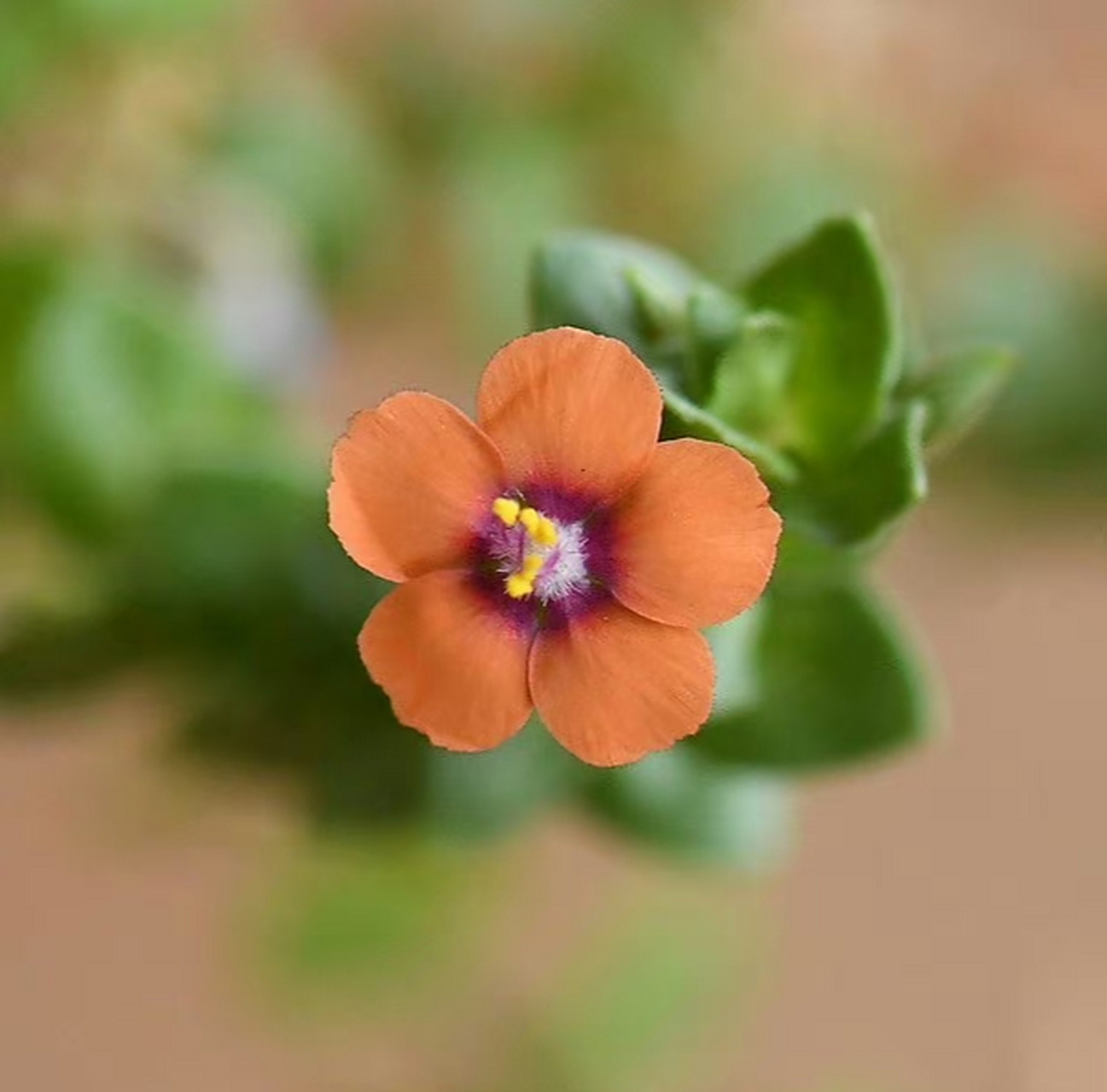 琉璃繁缕(anagallis arvensis),报春花科琉璃繁缕属.摄于山东东营.