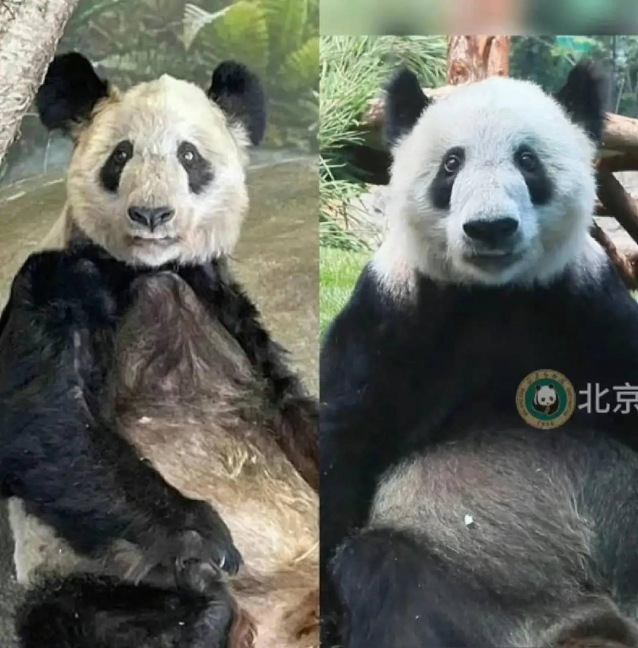 丫丫从孟菲斯动物园的虐待和饥饿中恢复过来.  这真是一个好消息.
