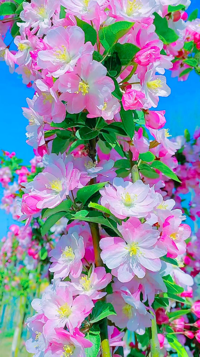 鲜花盛开,满园春意#美景