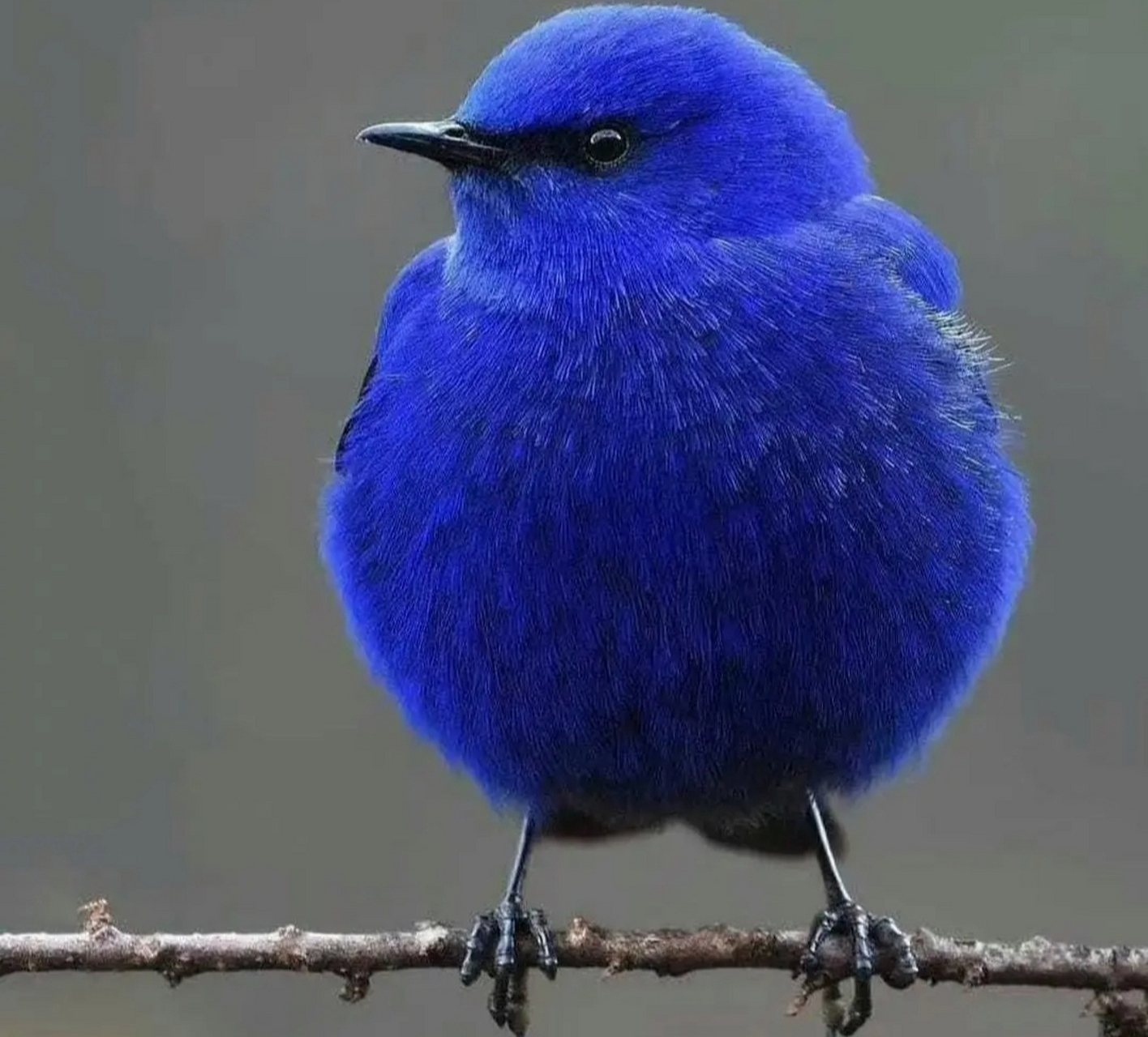 [滑稽][滑稽]  可爱的精灵,漂亮的钴蓝色.