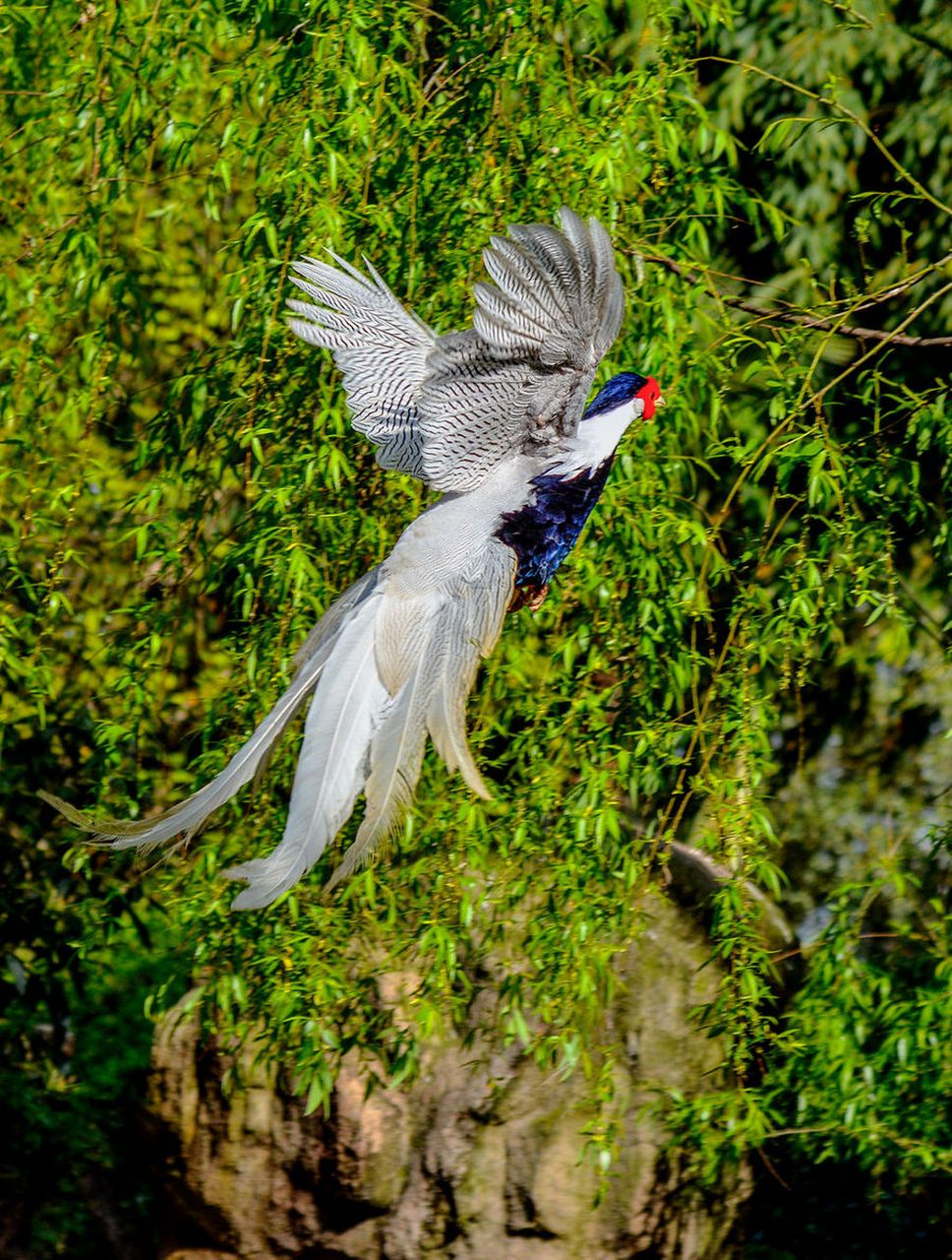娴静优雅的白鹇,国家二级重点保护野生动物 #野生动物零距离#保护野生