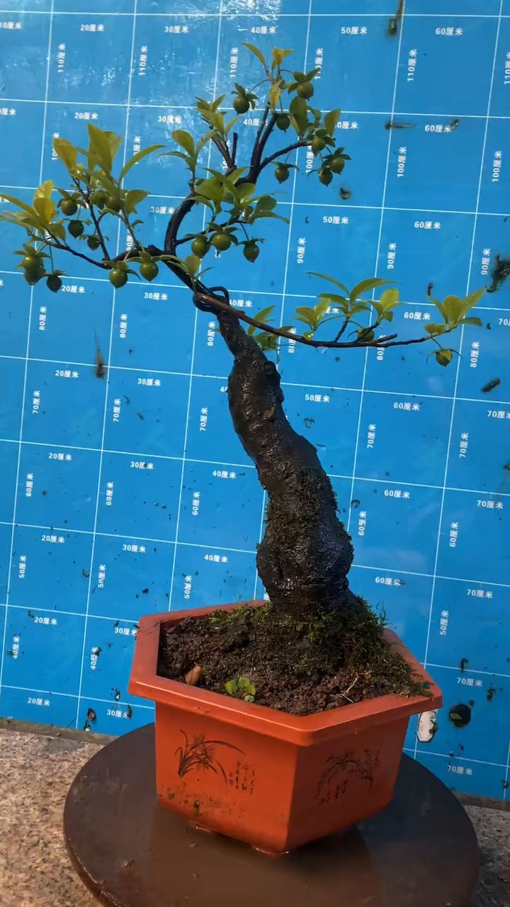 极品金弹子已成品