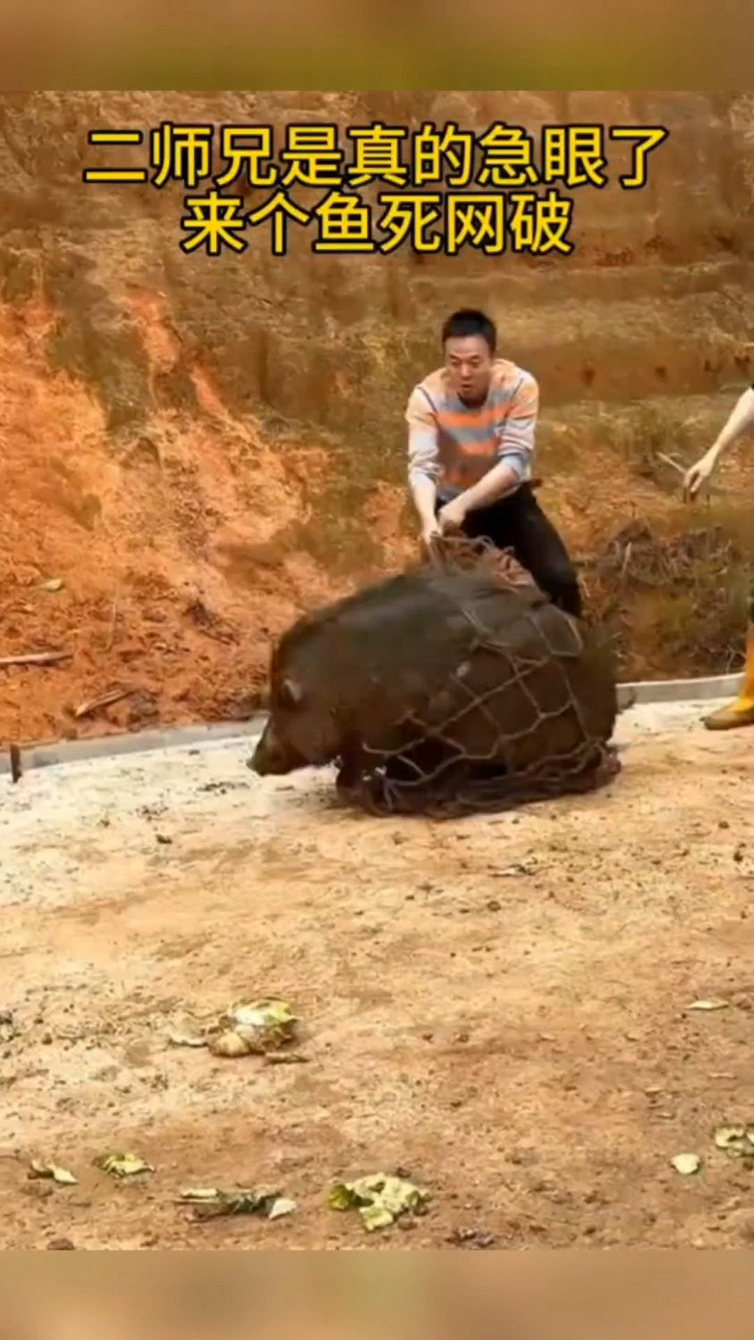 二师兄是真的急眼了,来个鱼死网破