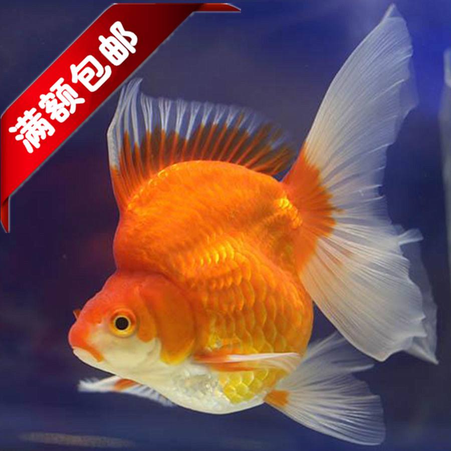 風水魚養幾條好?,養幾條魚風水好