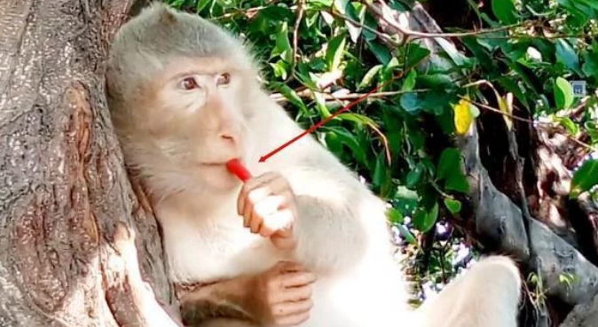 游客给猴子一个辣椒,猴子吃完辣的发飙