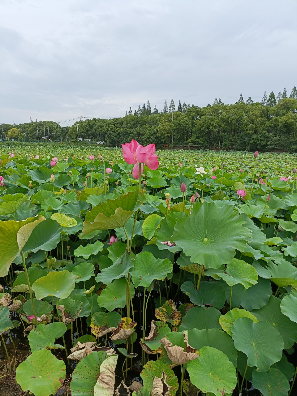 池面风来波潋潋,波间露下叶田田.谁于水面张青盖,罩却红妆唱采莲.