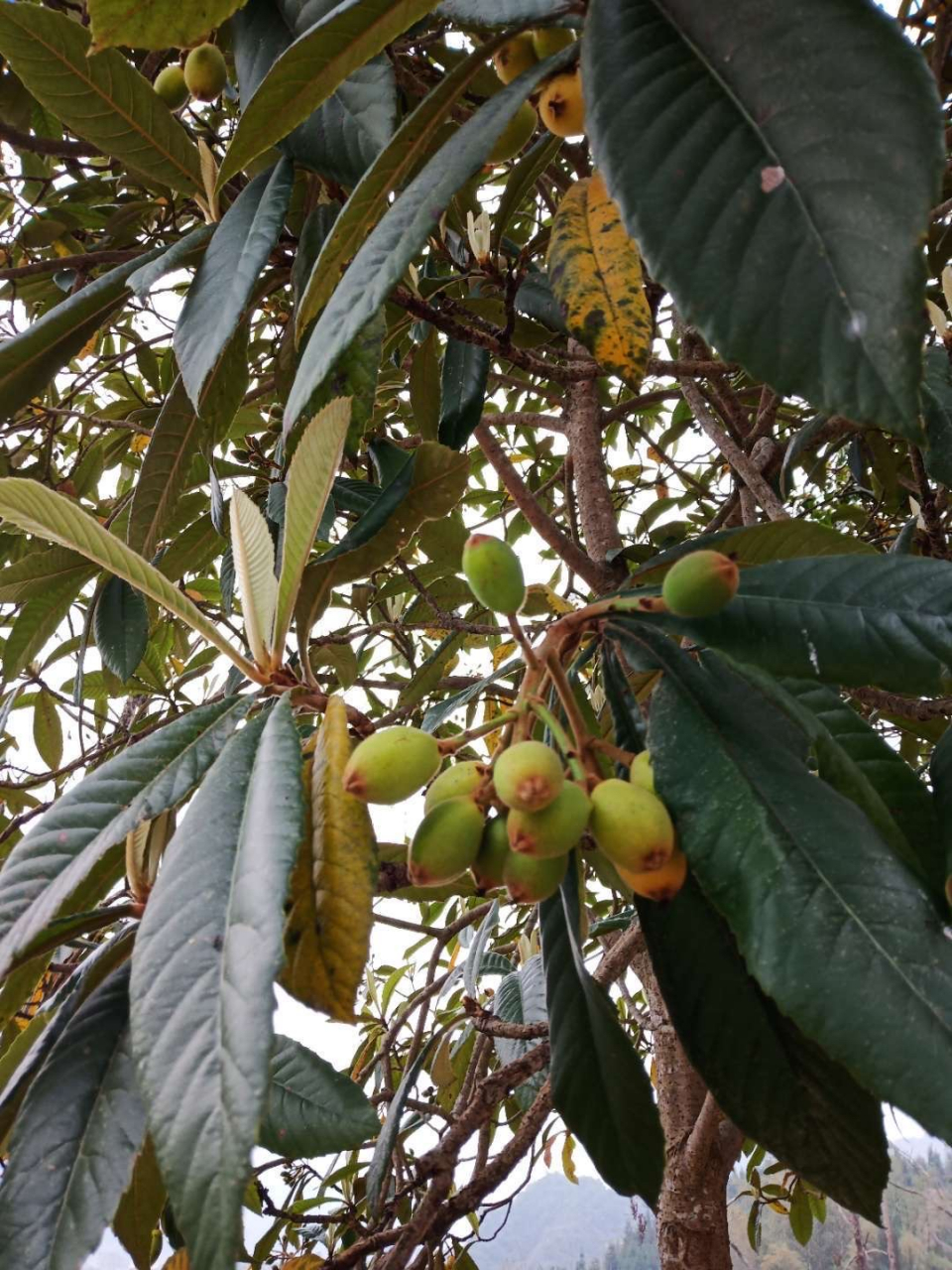 枇杷树上结枇杷,青果与熟果