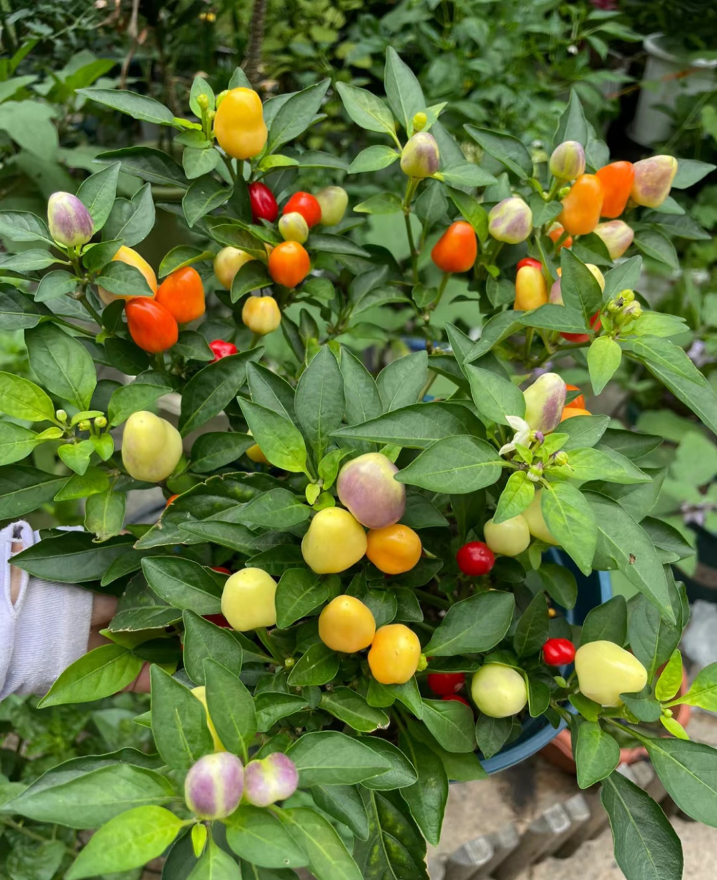 最喜欢的小彩椒