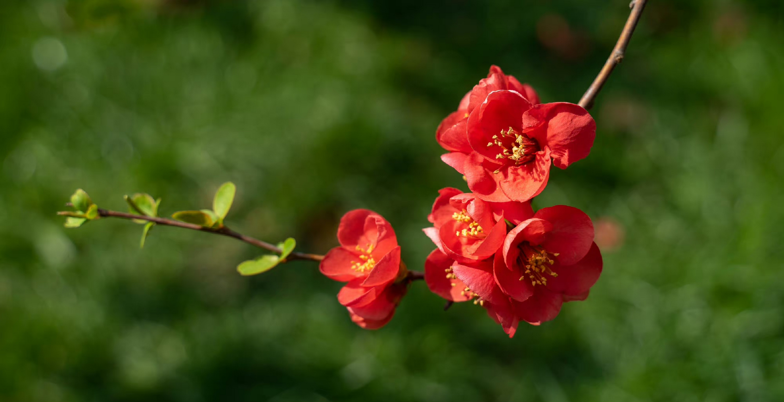 贴梗海棠,春天最艳丽的色彩. 67