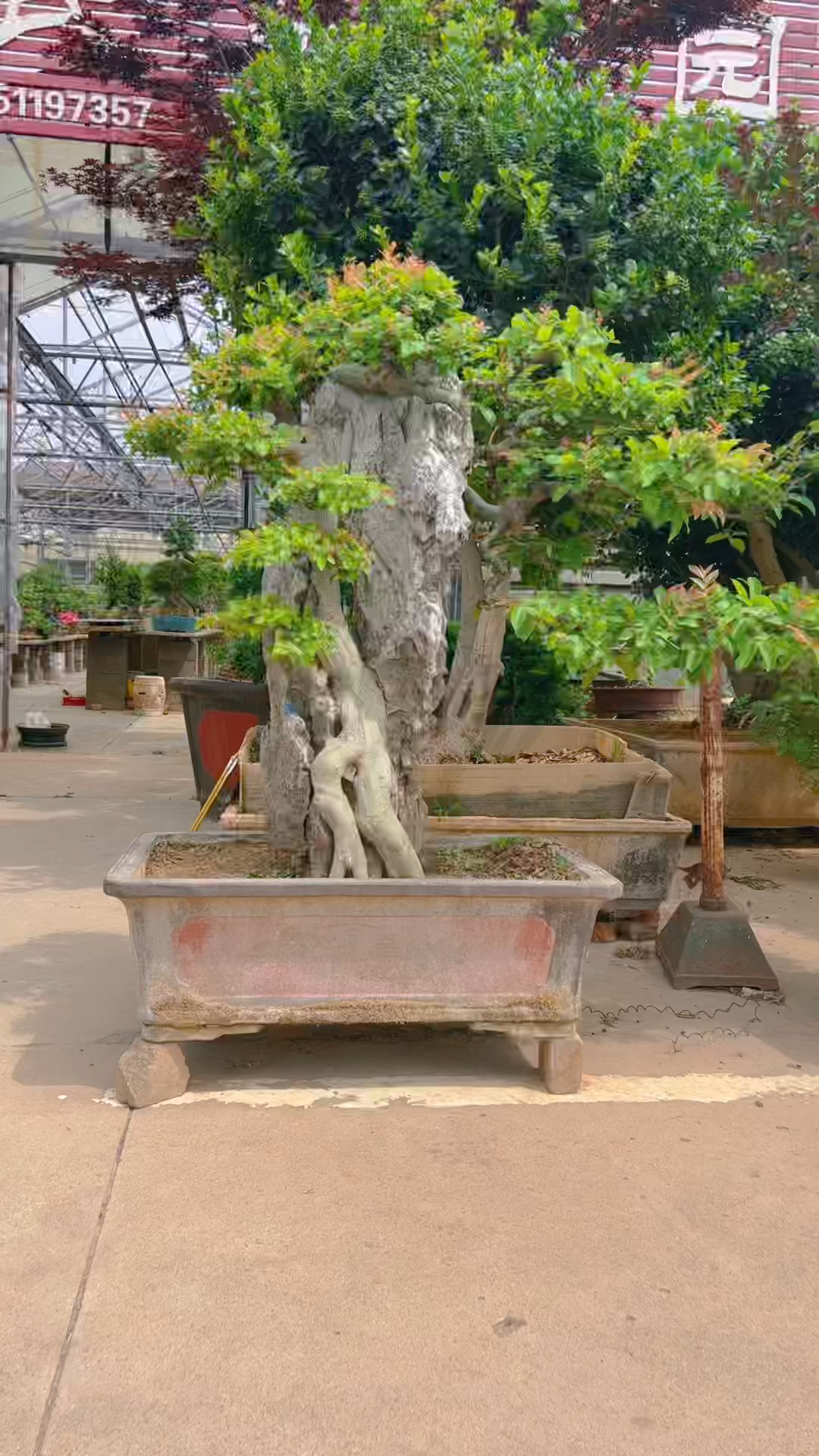 相思树,前面摆放非常的漂亮,喜欢的关注一下.-度小视