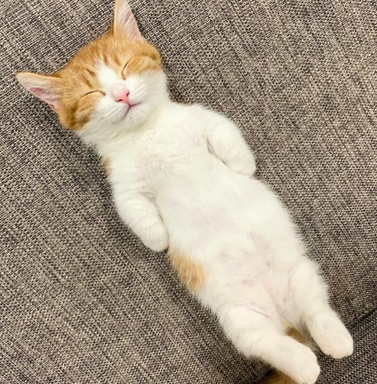 只有我一个,对躺着睡觉的喵喵,没有任何抵抗力吗?