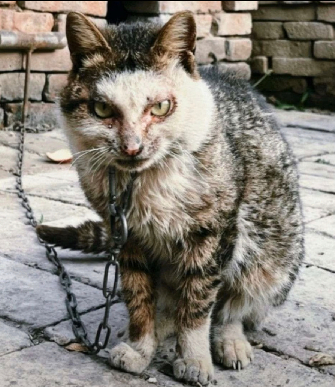 这猫猫,这大铁链子,一脸杀气,不知道有多少鼠鼠命丧黄泉