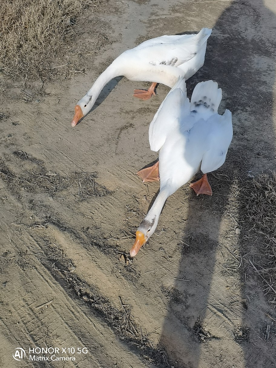 两只凶悍的大白鹅