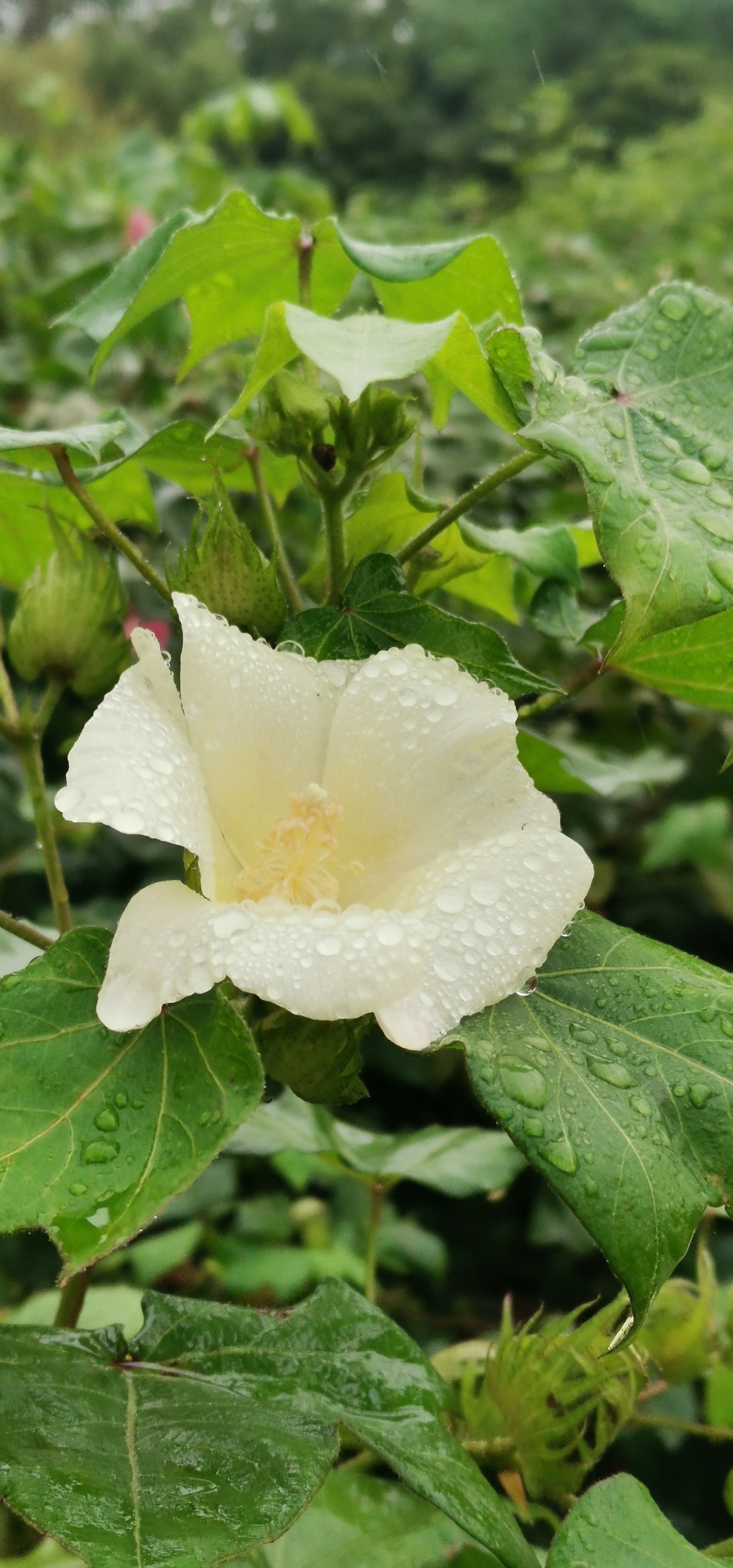 陆地棉花:从种子到收获
