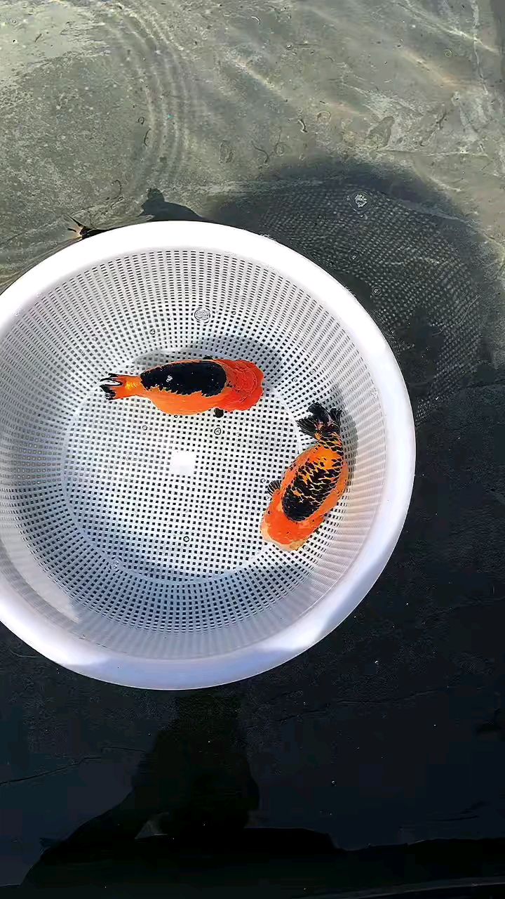 包金兰寿,通背黑