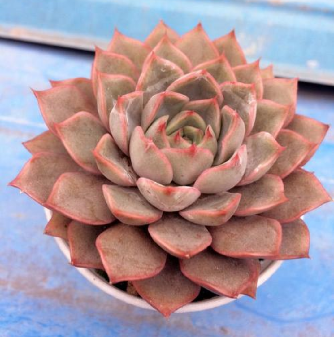 多肉玫瑰夫人这样养,出状态才能美若天仙