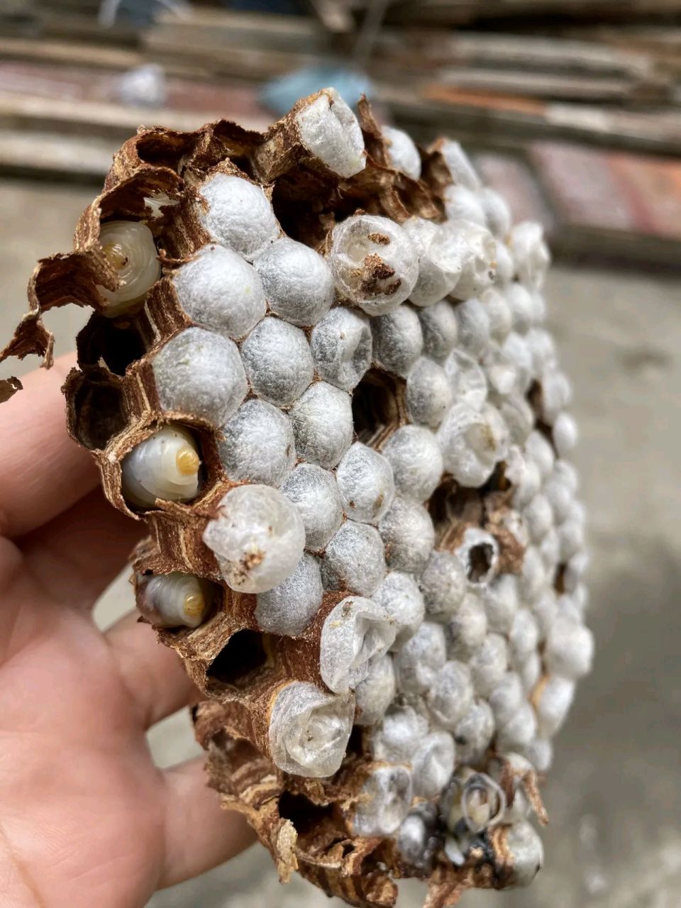 公公从山上弄了很多虎头蜂蜂蛹,让我给女儿吃,说这个是高蛋白的东西.