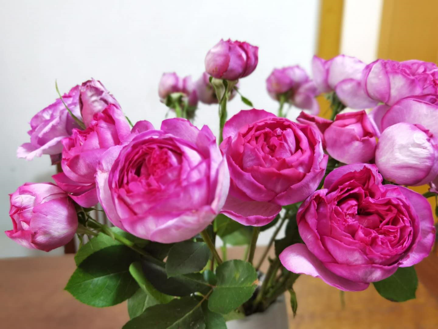 花材|玫瑰—伊芙伯爵,见过很多玫瑰,唯独喜欢你!