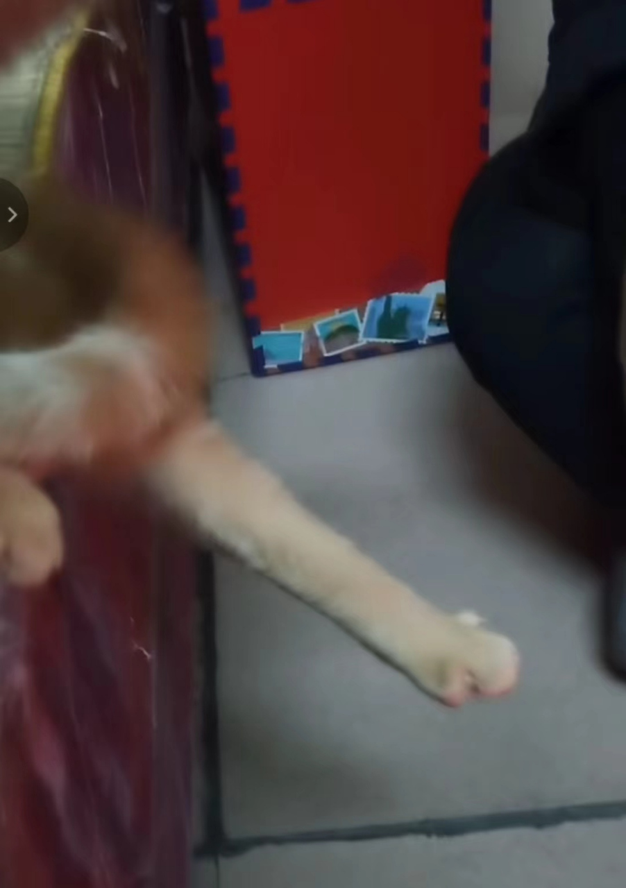 它的脚脚怎么又细又长啊?