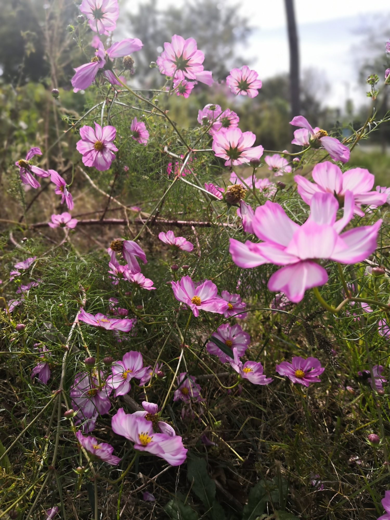 十一的尾巴邂逅一片花海,让我心花怒放!我拍我拍我拍拍拍