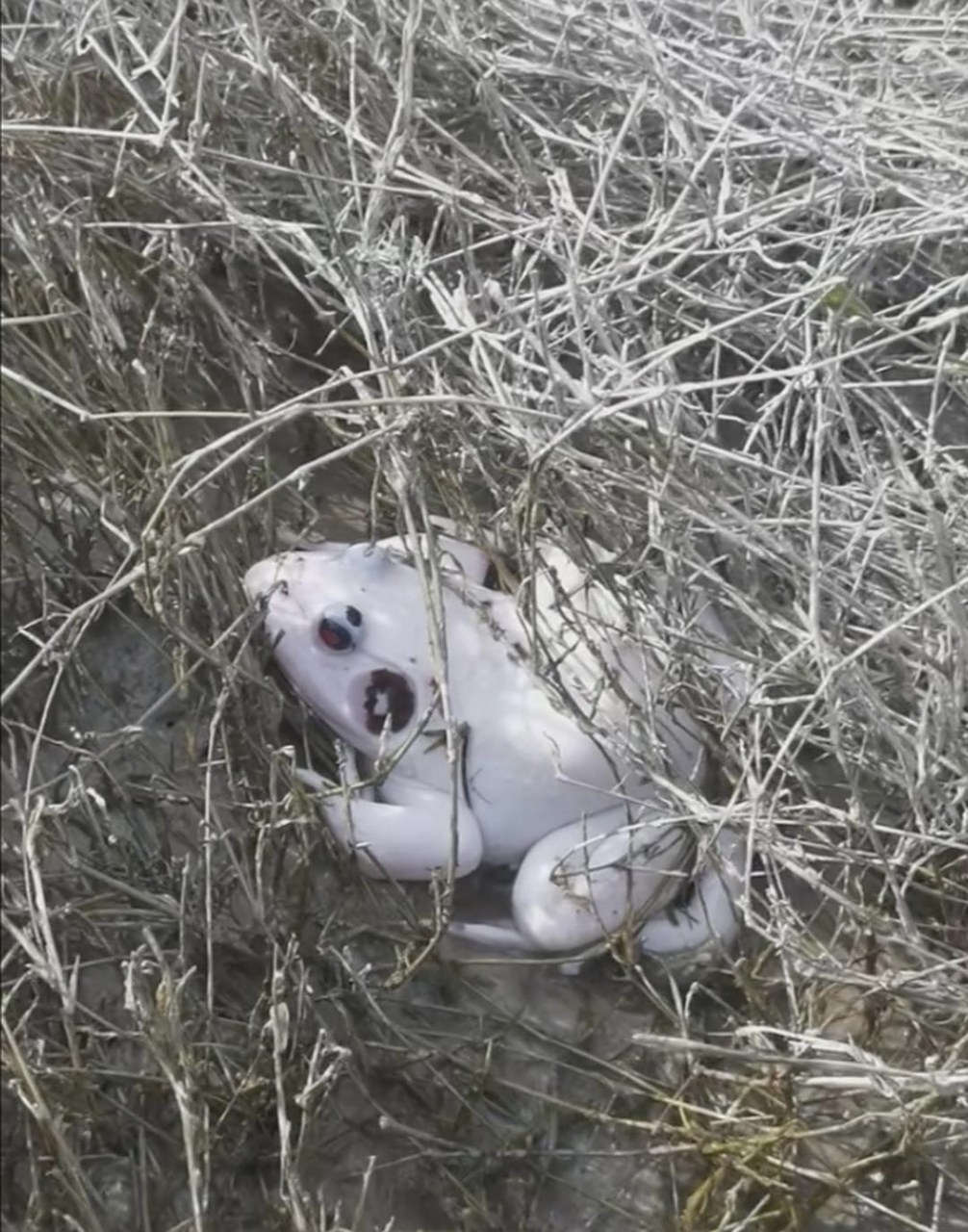 白色的青蛙还能叫青蛙吗