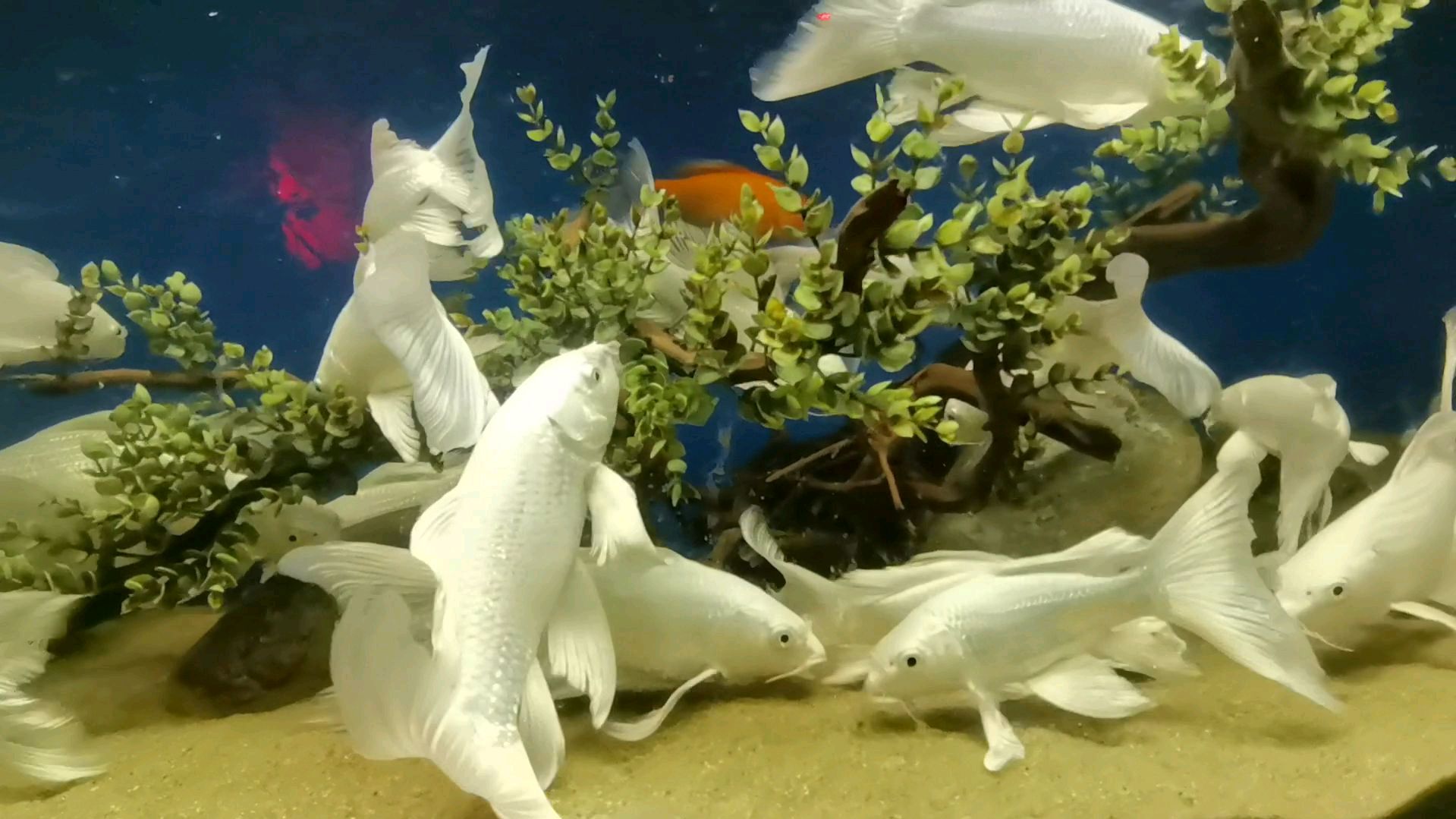 西安幻太奇海洋馆的蝴蝶鱼,全身银白色还长着胡须,真漂亮!