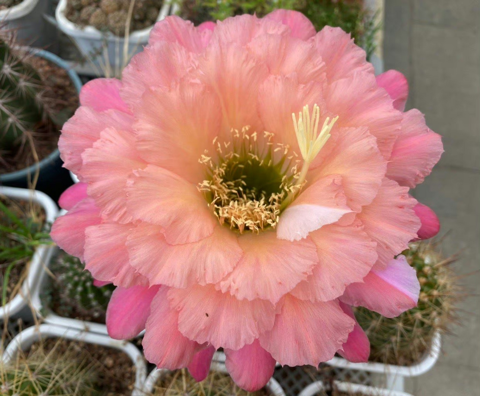 该品种据说是毛花柱"格莱瑟的荣耀(自花)"和黄金钮"时光"杂交出来的