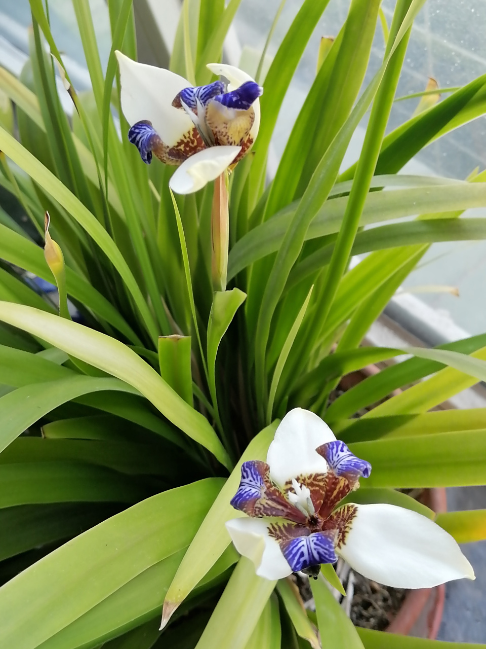 鸢尾花  鸢尾科鸢尾属的多年生草本植物,根茎粗壮;花蓝紫色,上端膨大